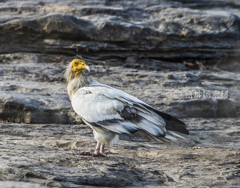 埃及秃鹰，Neophron percnopterus，也被称为白色食腐秃鹰或法老的鸡，Neophron percnopterus，状态:濒危，印度中央邦潘纳国家公园